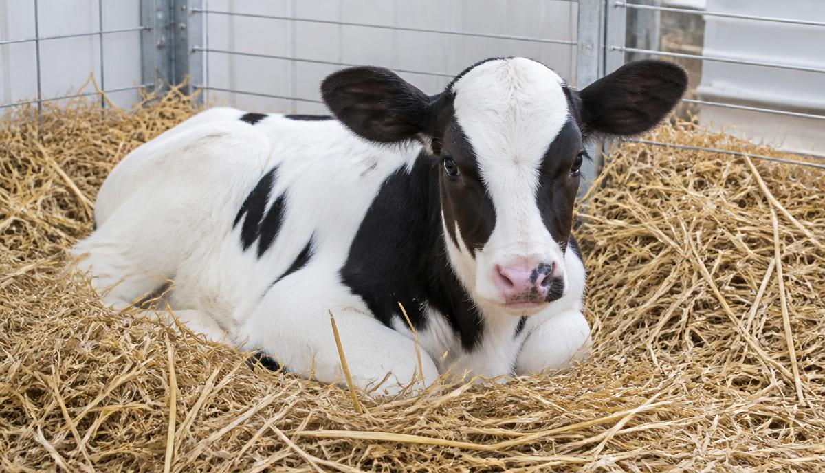 Dairy calf nesting in deep clean straw bedding