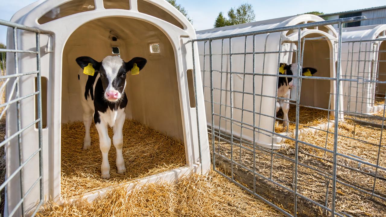 Healthy dairy calves in clean outdoor hutches with deep straw bedding