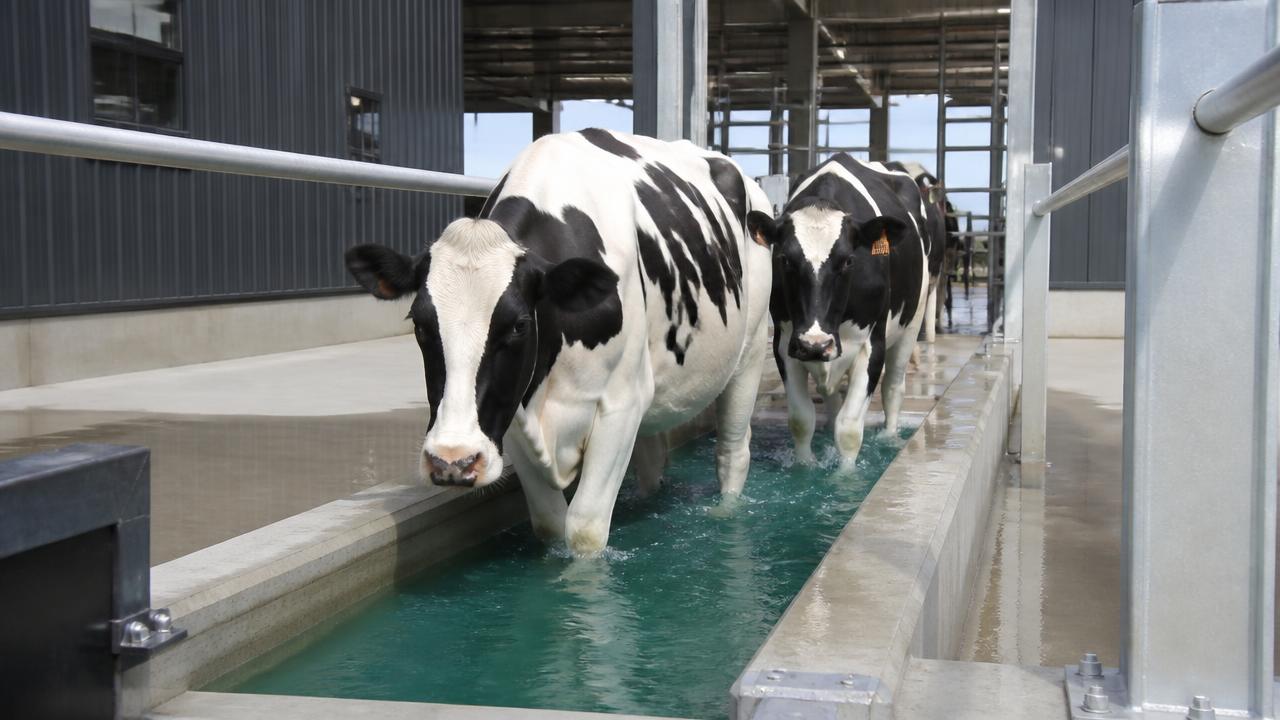 Holstein cows walking through a clean concrete footbath at the parlour exit