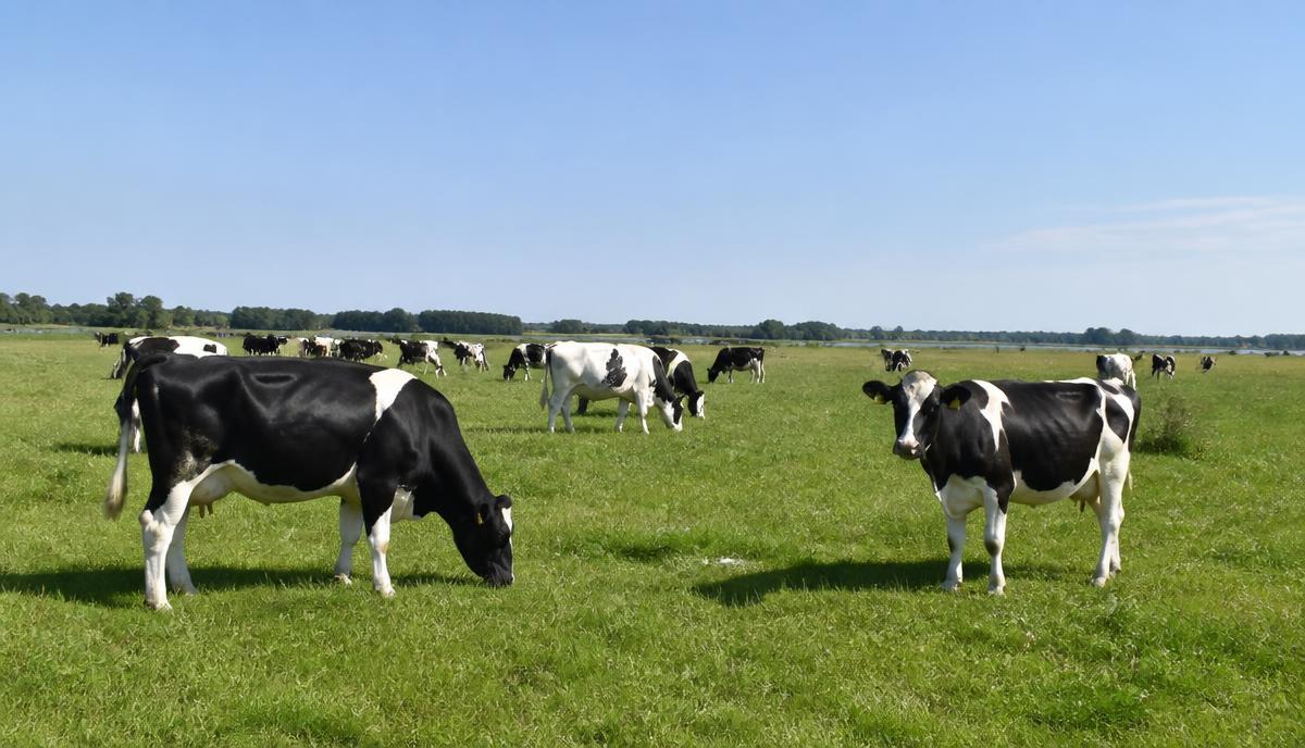Dairy cows grazing on open pasture under a clear sky