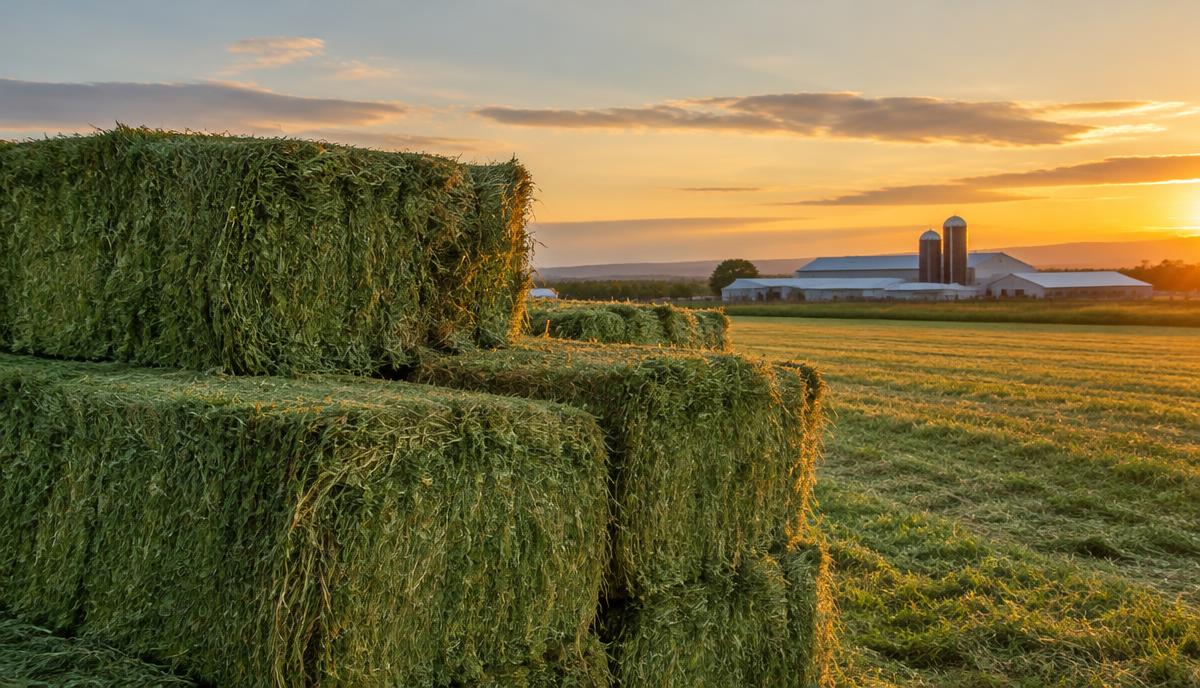 Stacked green alfalfa hay bales in a field at sunset with a dairy farm behind