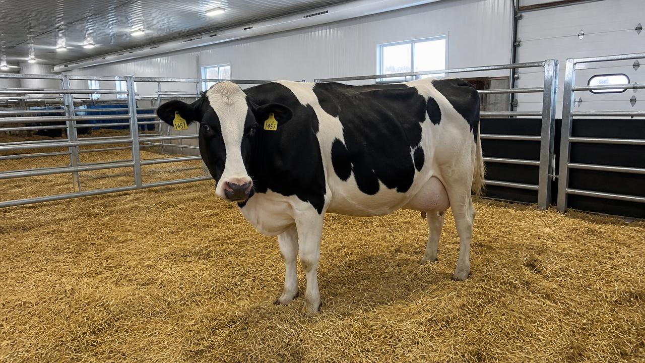 Clean, spacious straw-bedded calving pen with a healthy Holstein cow