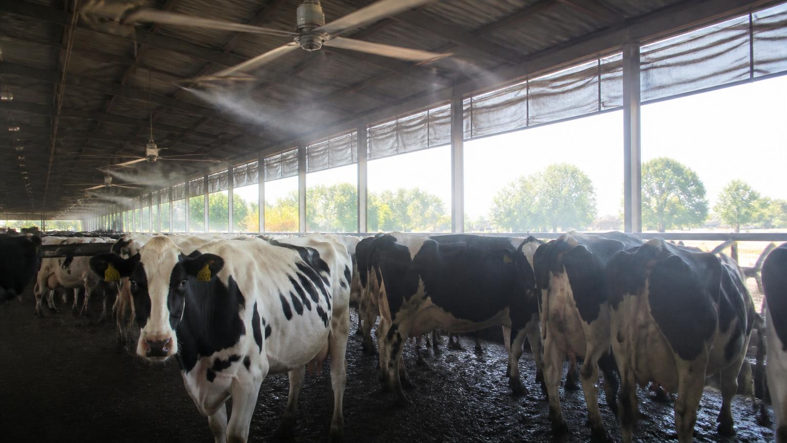 Holstein cows standing under barn fans and fine water misting on a hot summer day