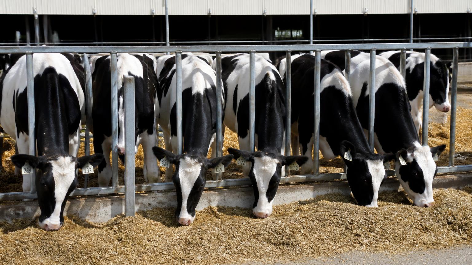Well-grown uniform Holstein dairy heifers feeding at a rail in a clean straw-bedded group pen