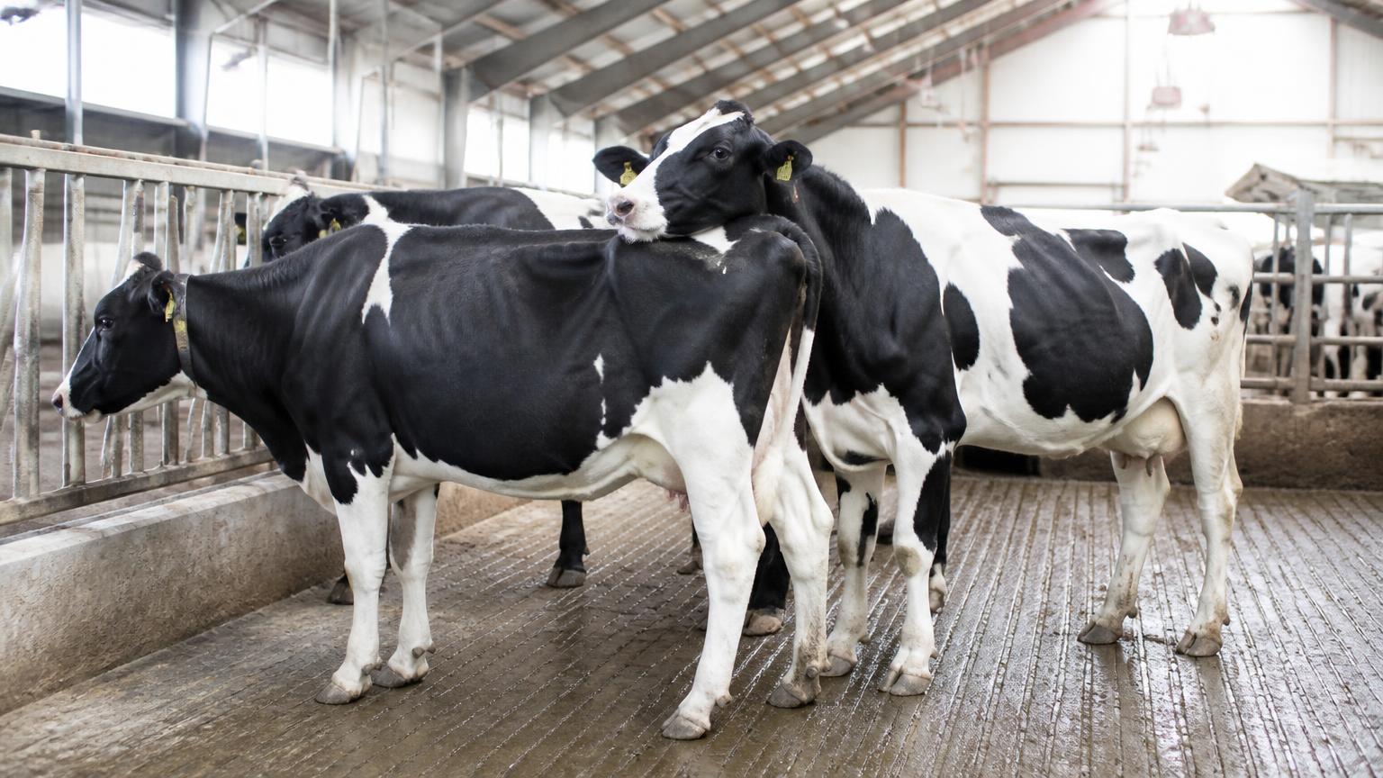 Holstein cows interacting at the feed fence in a bright modern barn, one resting her chin on another's back