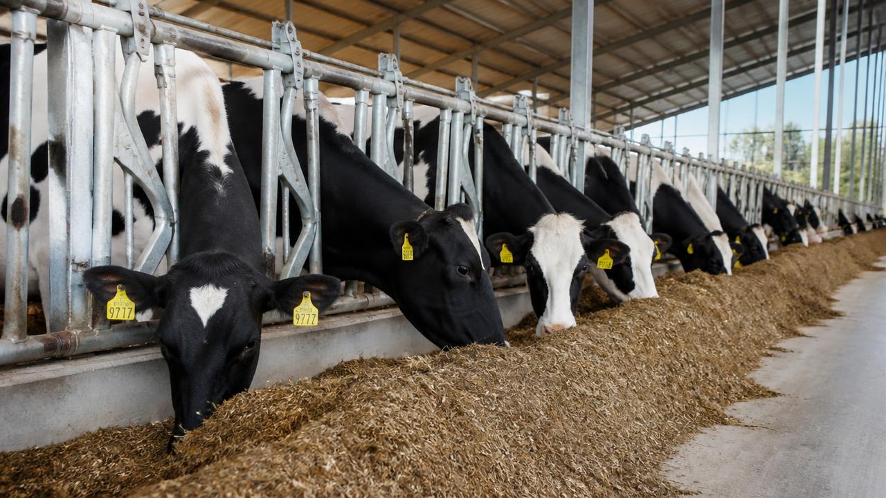 Transition dairy cows feeding at a spacious feed fence in a bright modern barn