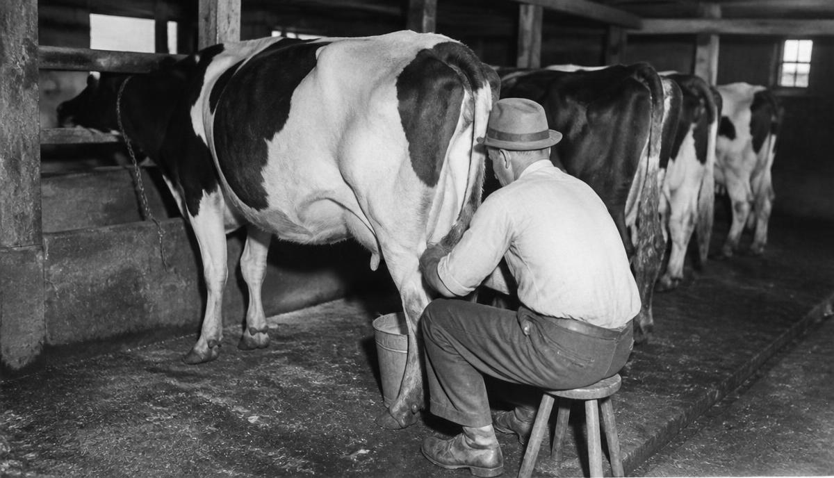 Black-and-white archival photograph of a farmer hand-milking cows in a tie-stall barn
